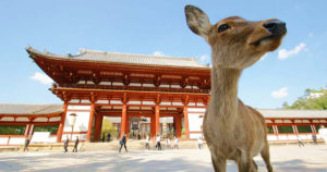 東大寺と鹿