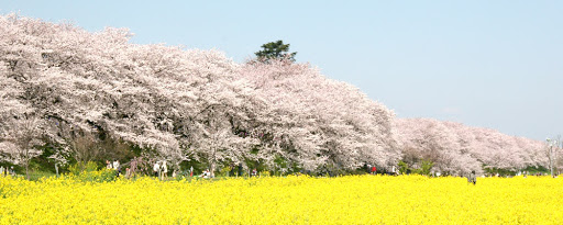 権現堂桜堤