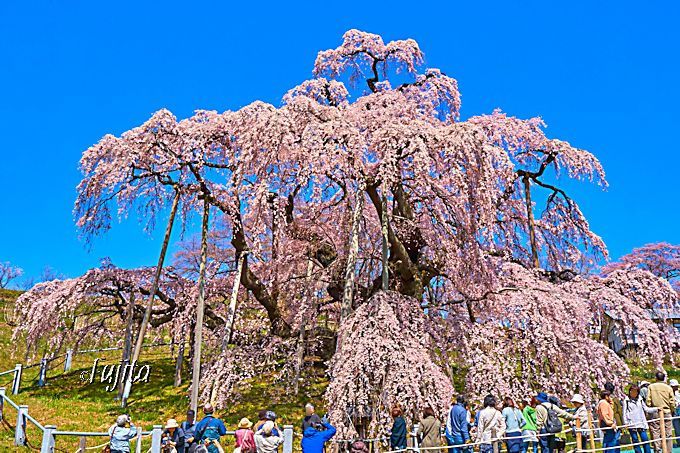 三春滝桜