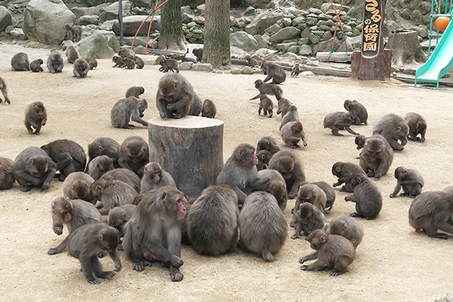 高崎山自然動物園